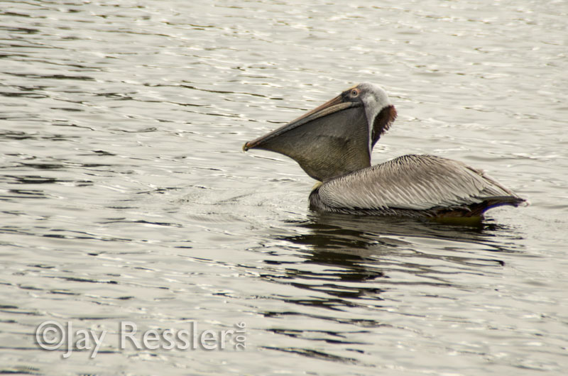 Brown Pelican With Fish