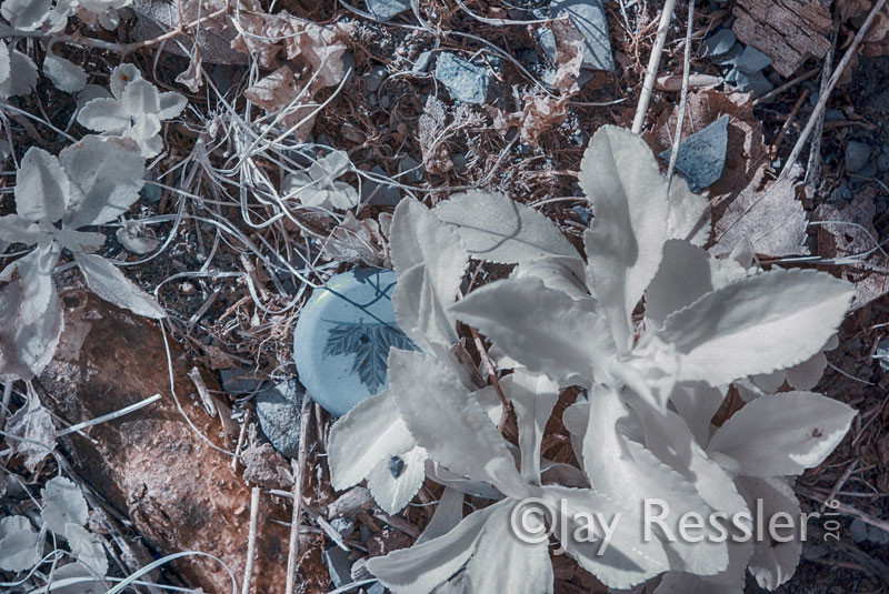 A Maple Leaf as Litter