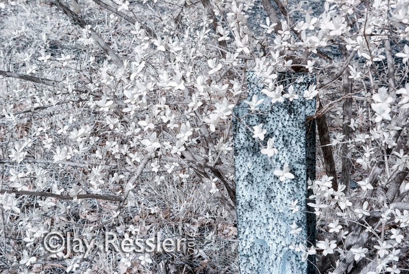 Spring Blossoms and a Steel Post