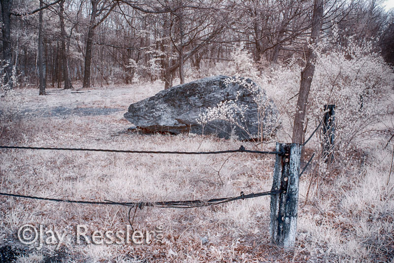 Forest Blossoms and a Rock