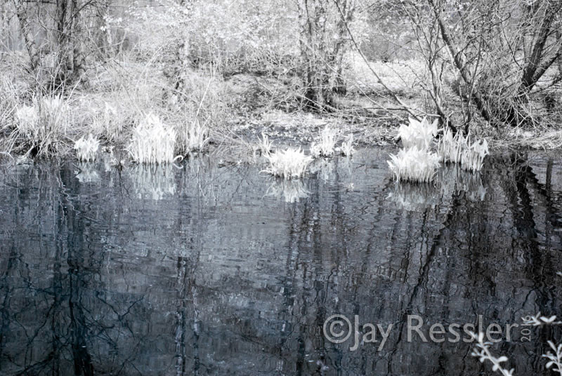 Schuylkill Backwater