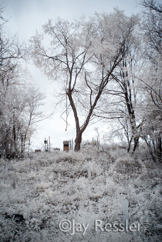 Hives on the Hill