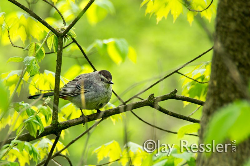 Catbird