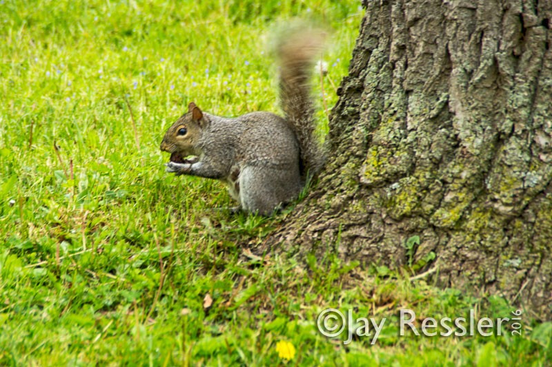 Squirrel Shaking with Excitment