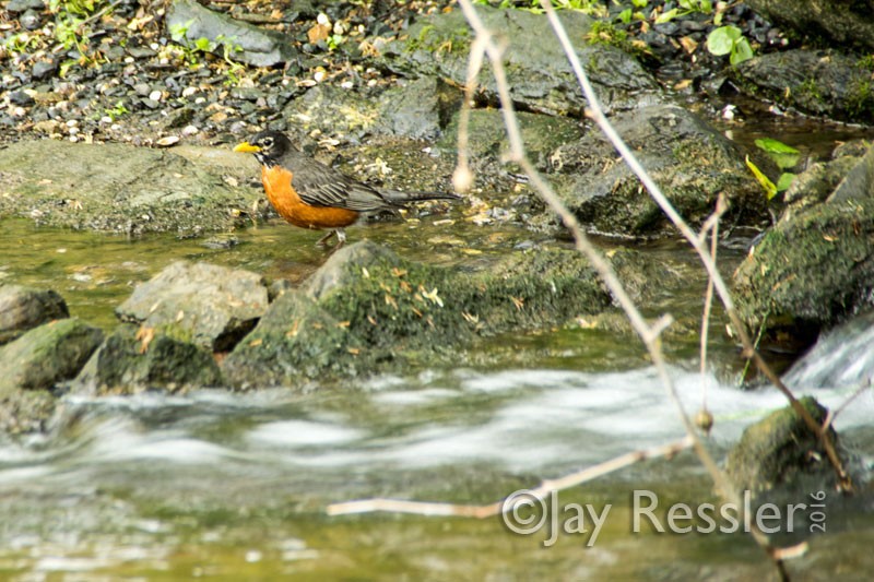 Wading for worms