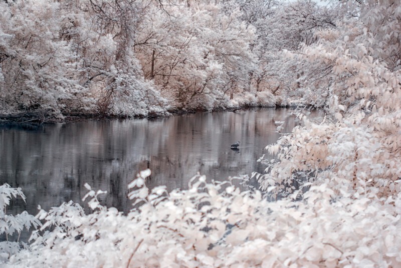 Heron in the Tulpehocken Creek