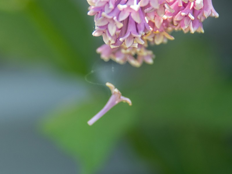 Lilac Caught in a Web