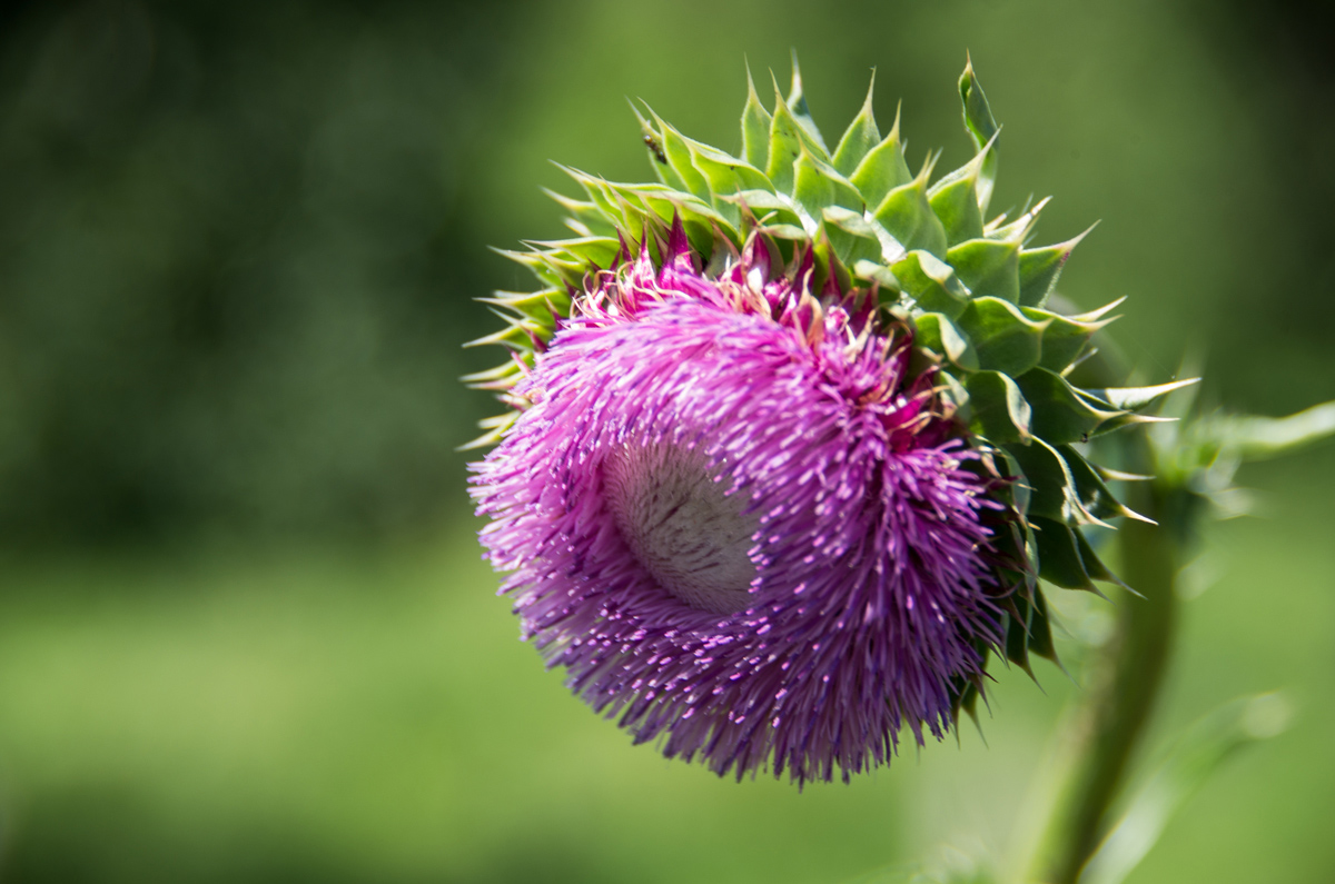Thistle in Bloom