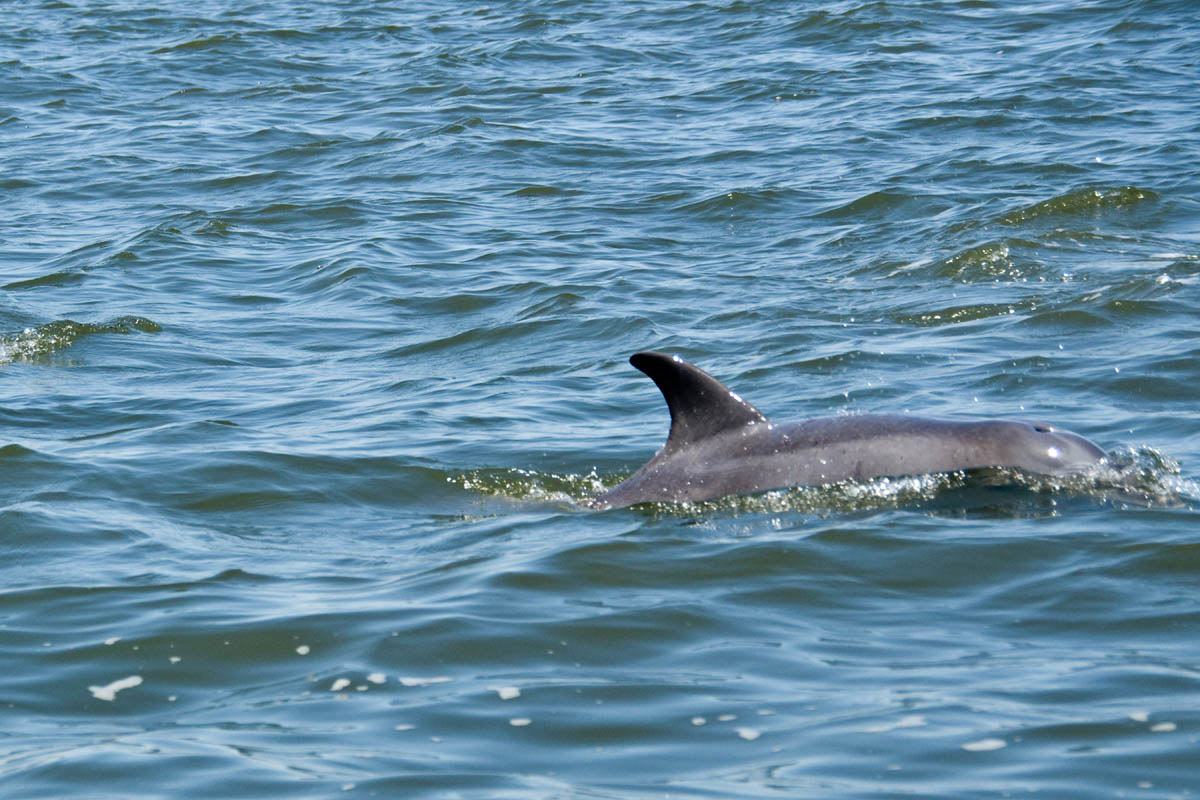 Single Bottle-Nosed Dolphin