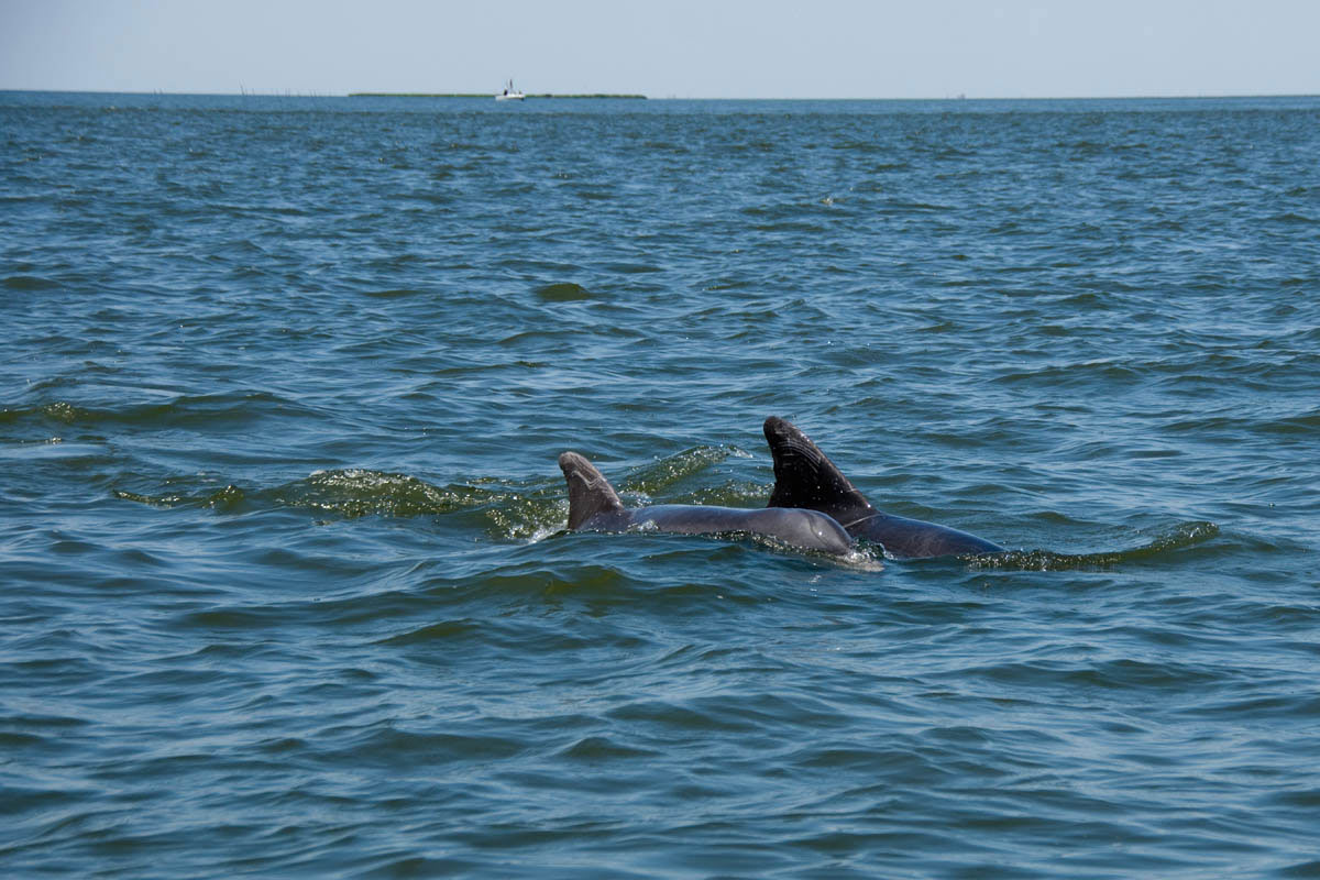 Pair of Bottle-Nosed Dolphins