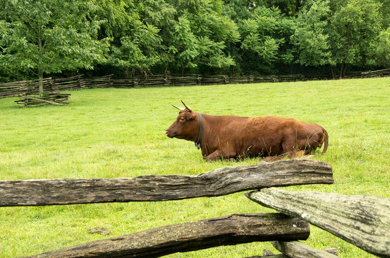 Resting in an Ancient Field