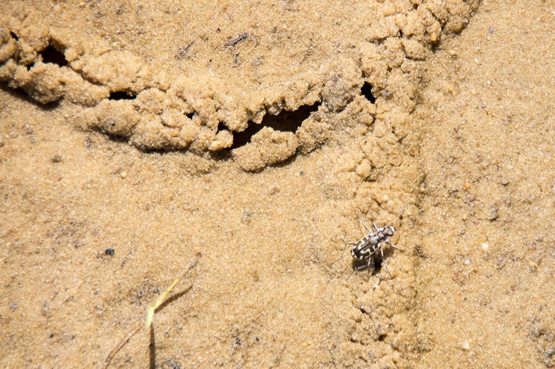 Sand Beetle