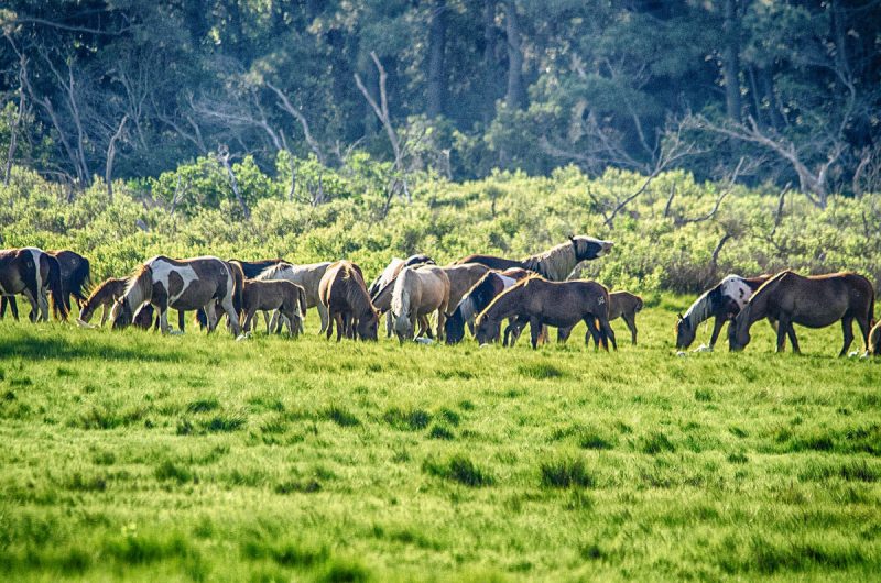 Chincoteague Herd