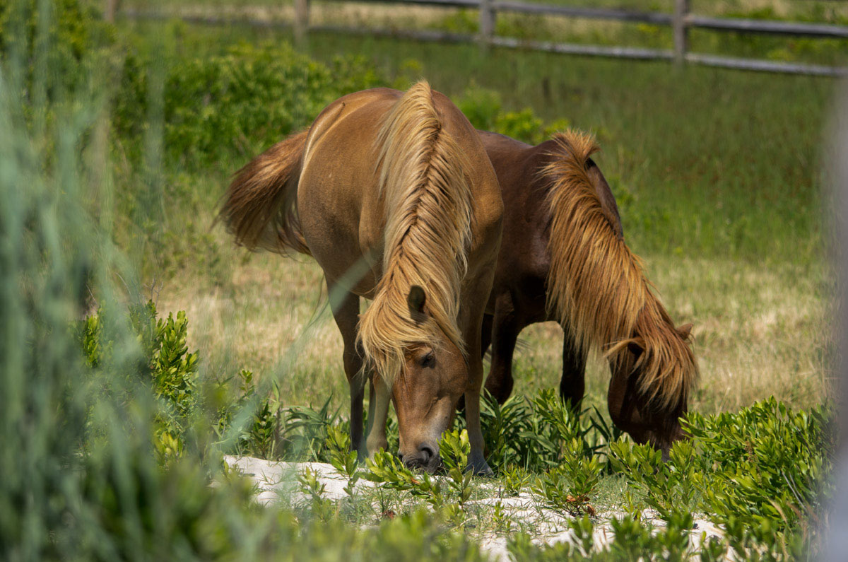 Girls Grazing Together