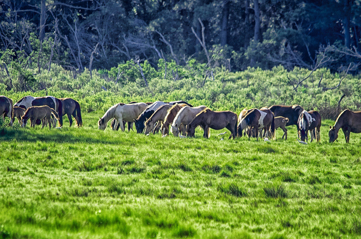 Ponies in a Line