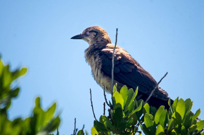 Eastern King Bird