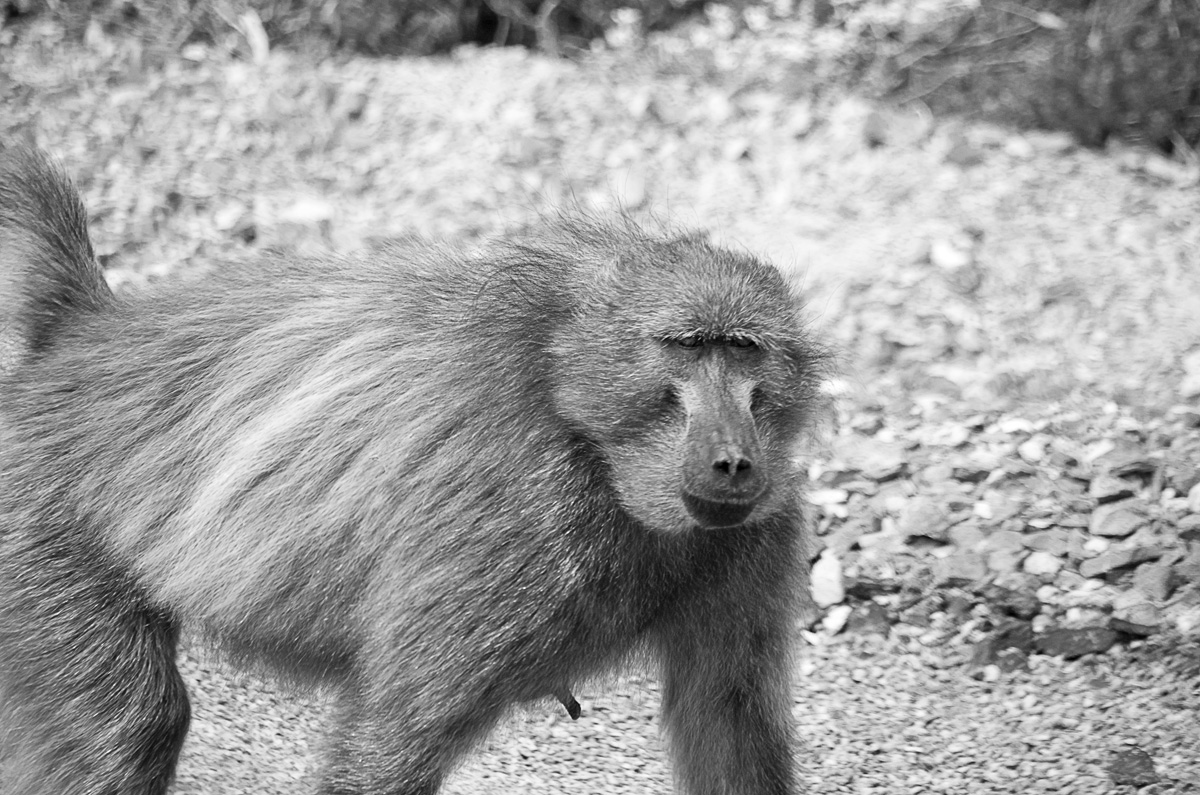 Baboon on the Road