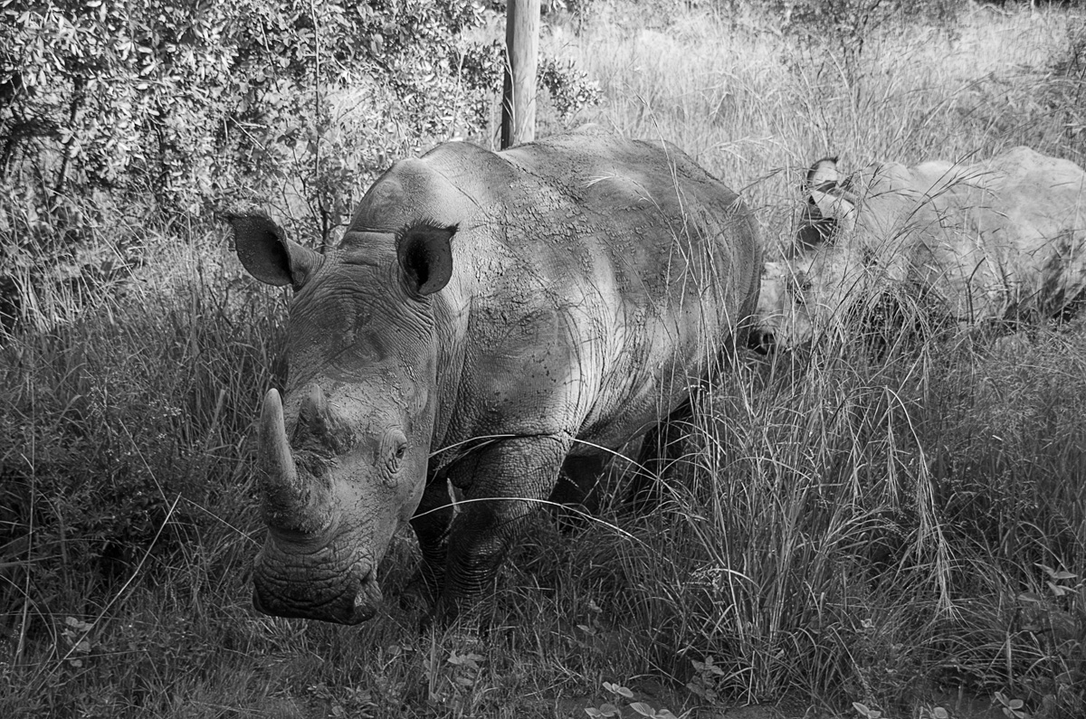 female white rhino and youngster