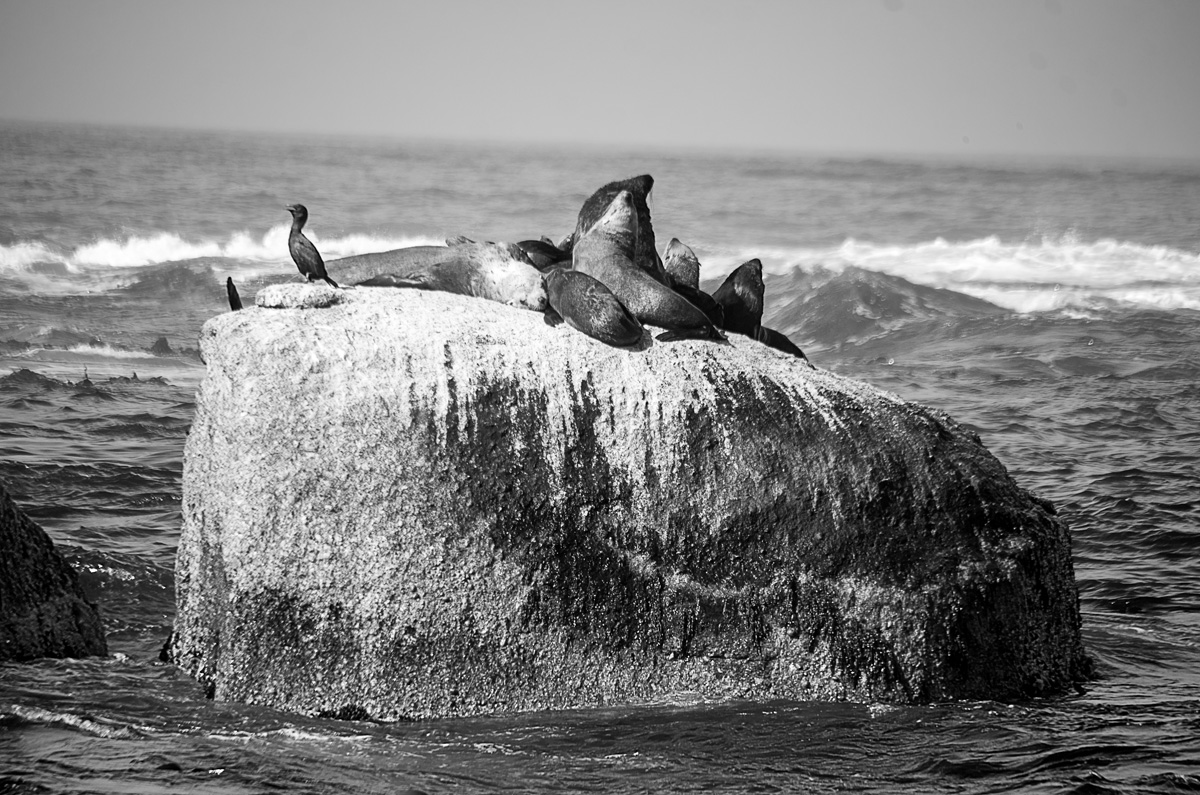 Seals on a Rock