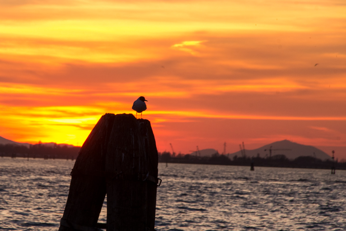 Gull at Sunset
