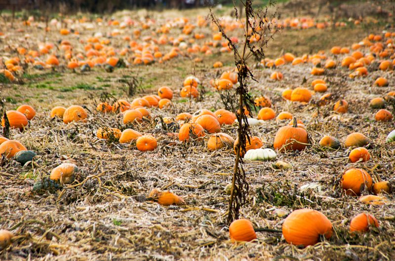 Pumpkin Patch