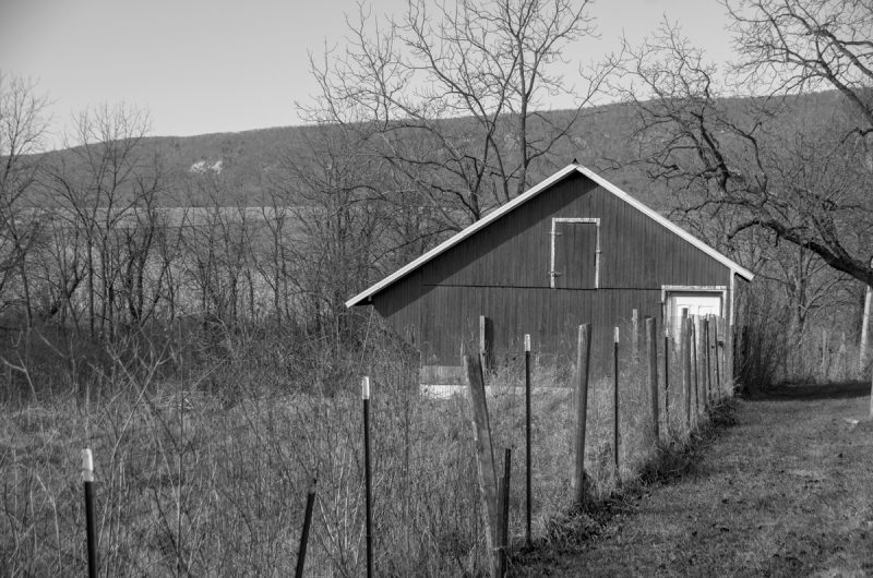 At the Edge of a Field