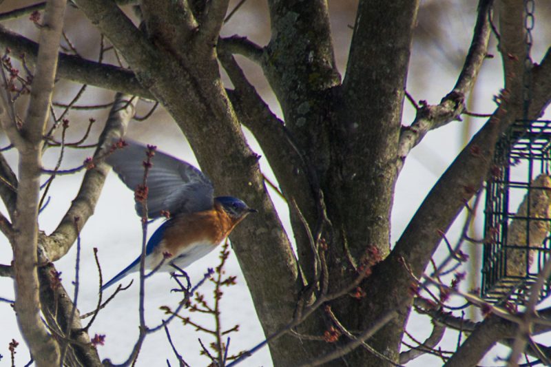 Feeding Flight