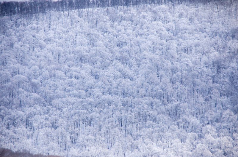 Powder on the Mountain