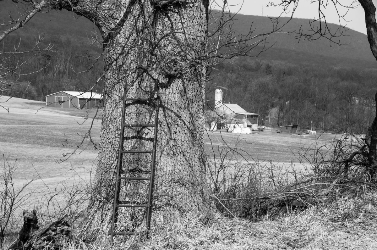 Iron Ladder in a Tree