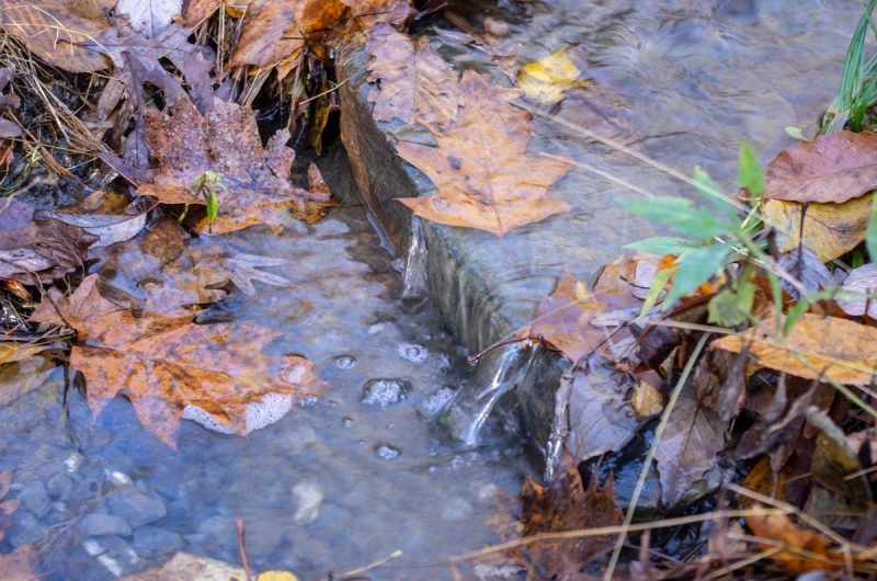 Golden Leaves in a Streamlet