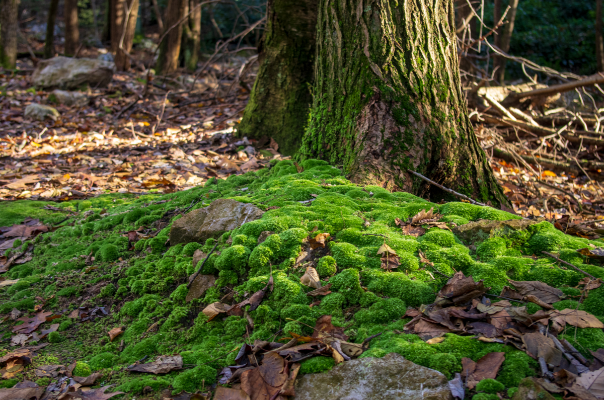 Moss Near the Trail