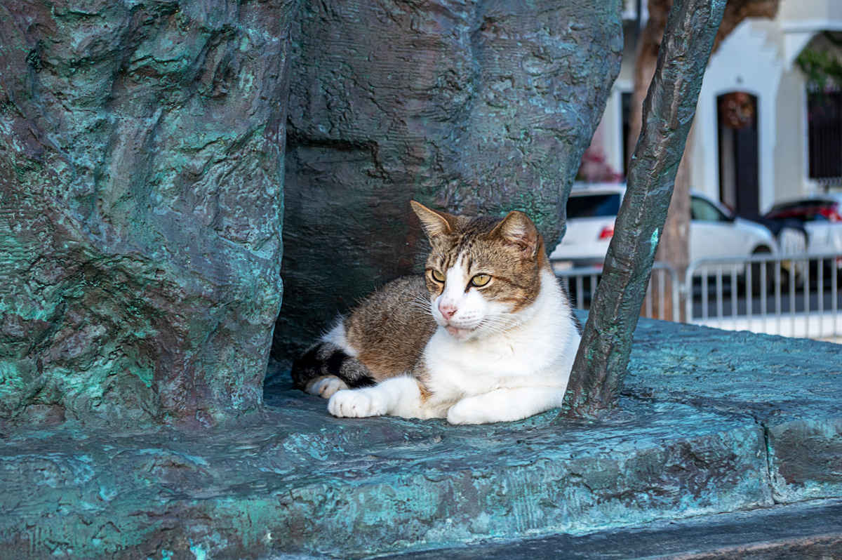 One of many well cared for cats roaming near the old fortress in San Juan, Puerto Rico