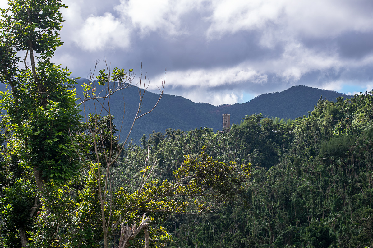 El Yunque Rainforest 08