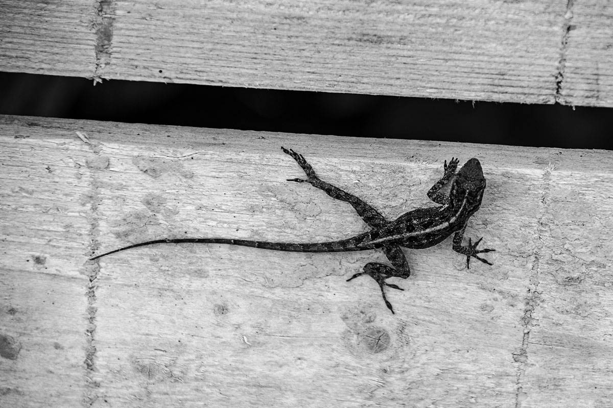 Small lizard Climbing the Wall, black and white photo