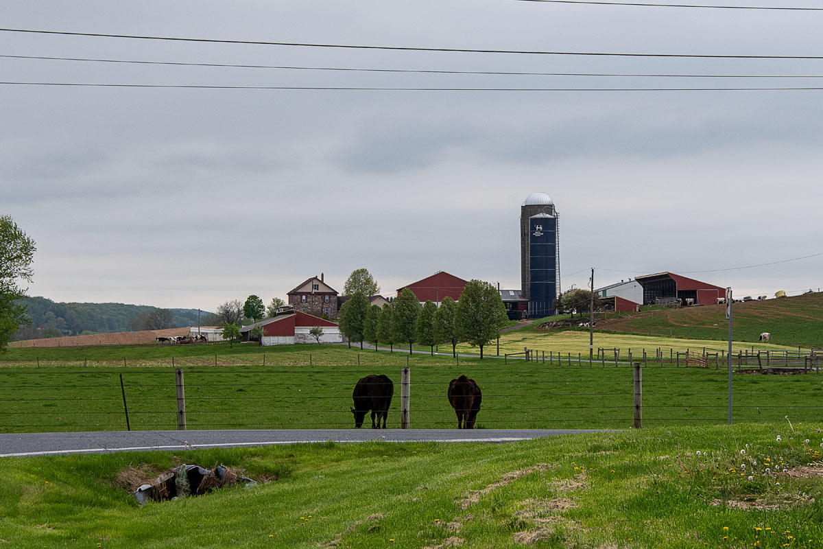 Two Cow and Two Silos