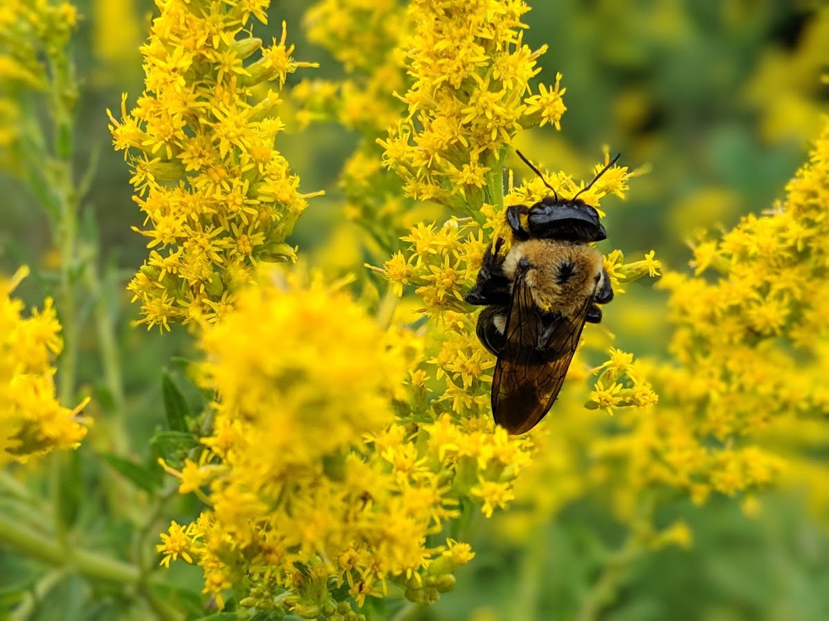 Big Bee on Goldenrod