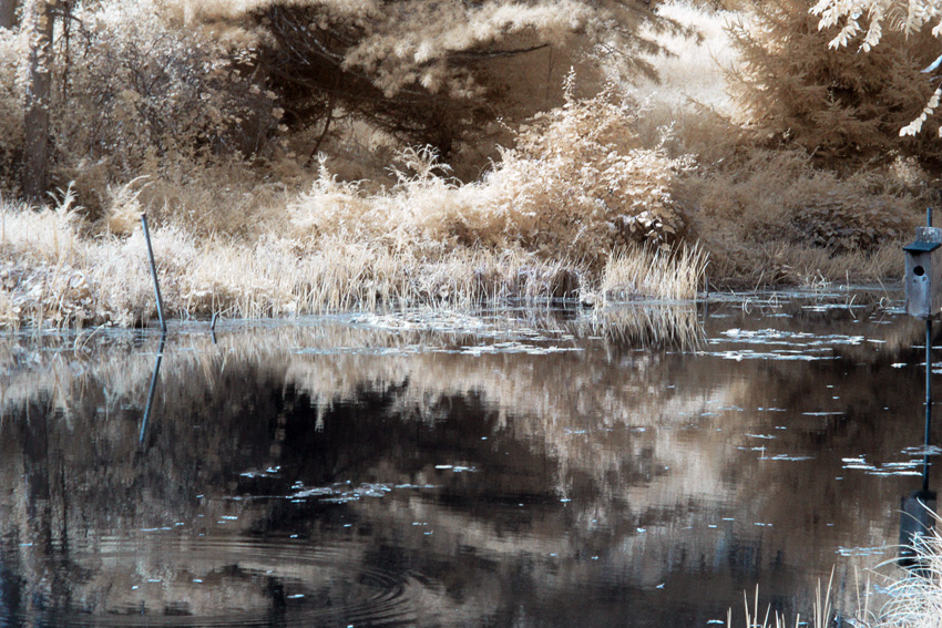 Pond Grasses in IR (with Channel Swapping)