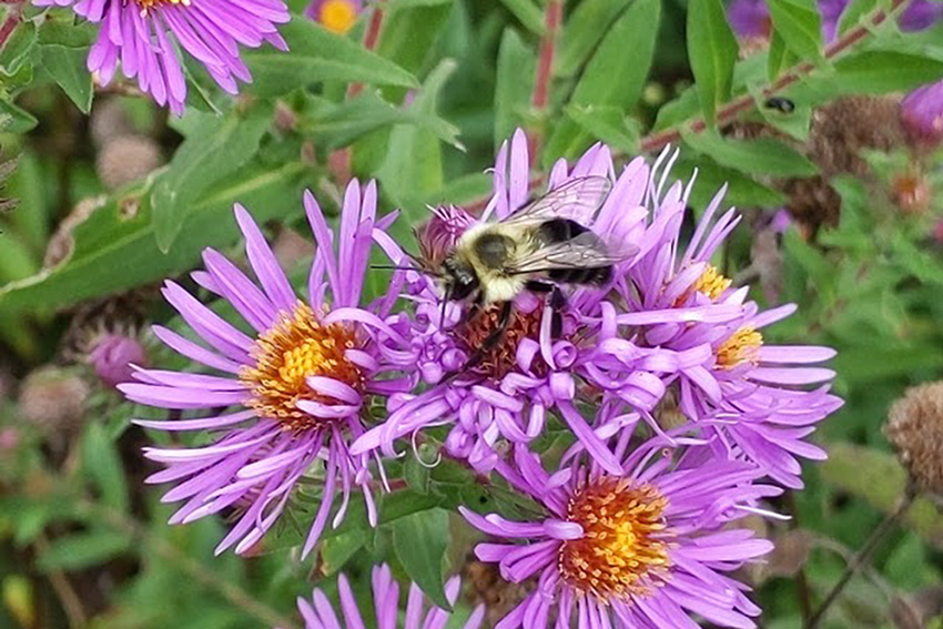 Another Attraction for Pollinators
