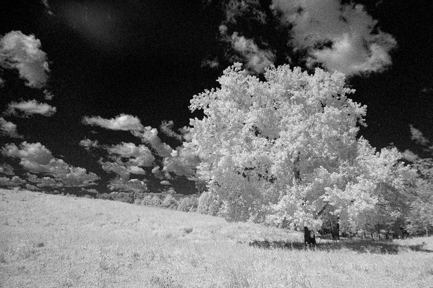 Leaning Tree, shot in 590nm IR converted to Black and White