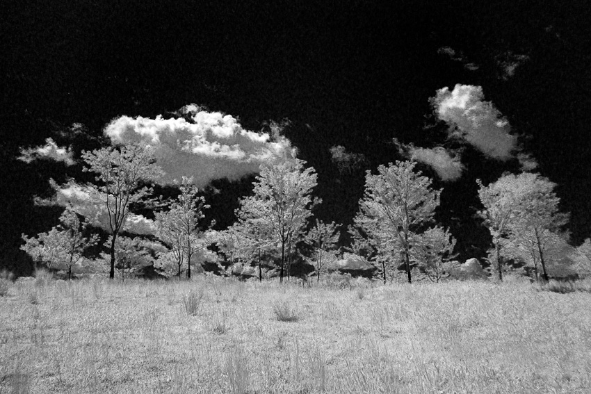 Trees Lining a Hilltop shot in 590nm IR converted to Black and White