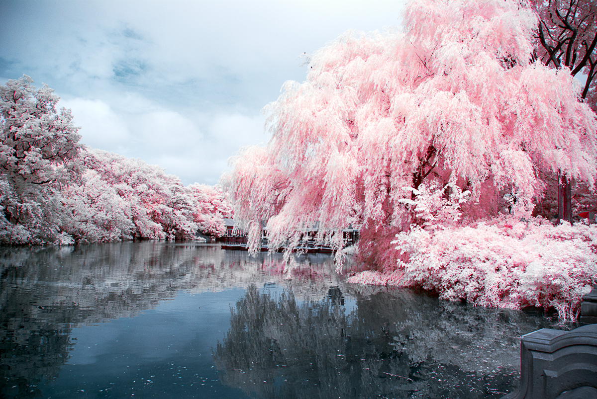 The soft pastels in this false-color IR picture shot at the boathouse lake in New York's Central Park and the reflections in the water are evocative and soothing,