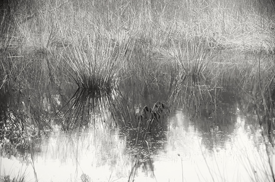 Reeds and Reflections