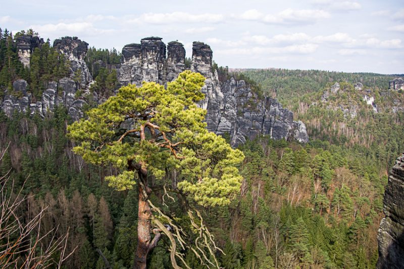 A Cedar Grows in the rugged sandstone landscape.