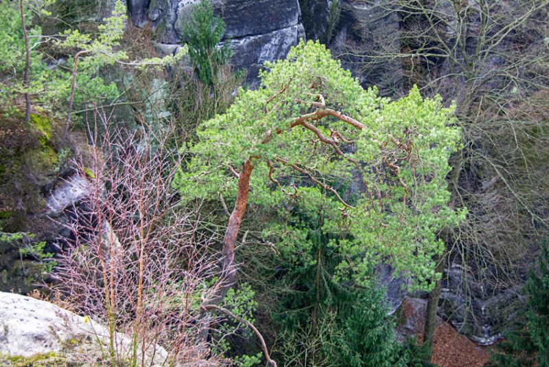 Twisted Cedar in the Switzerland of Saxony National Park