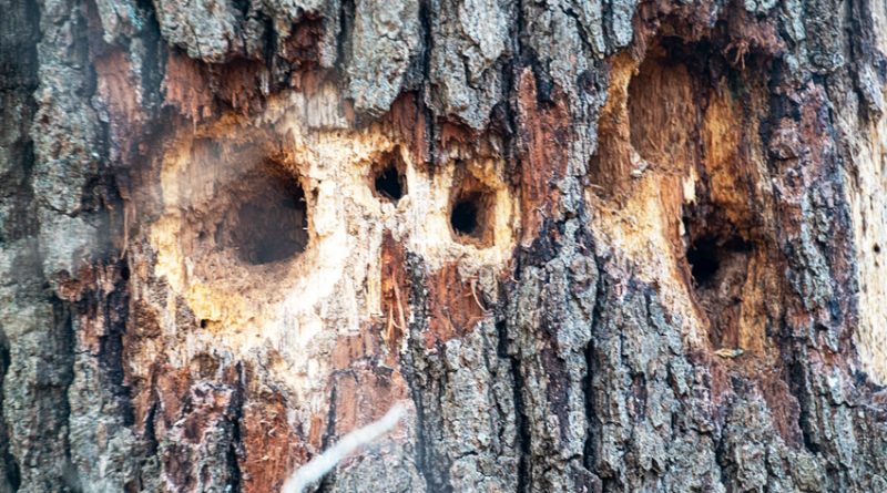 Gives the term new meaning. Dead tree sporting many holes created by woodpeckers looking for insects