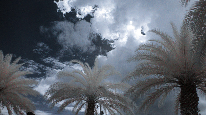Palms Against the Sky - Infrared Photograph with False Color Scheme