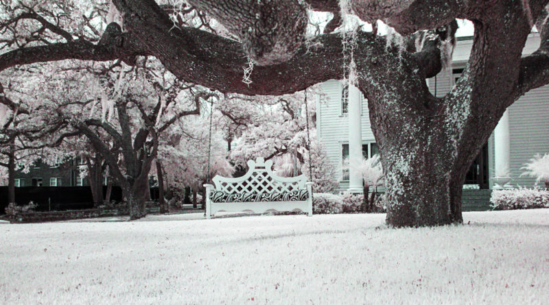 Tree Swing from Front - Infrared with False color Scheme