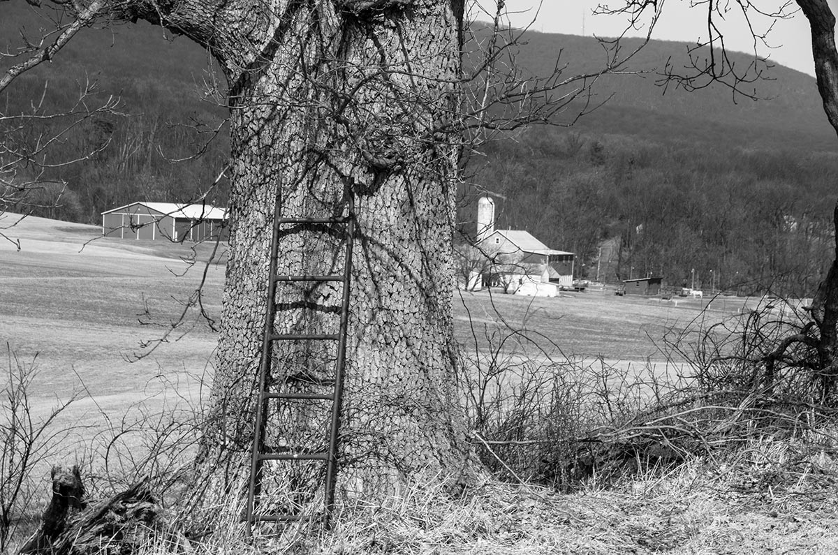 Overlooking Mountain Iron Ladder in a Tree Road east of Hamburg, PA.