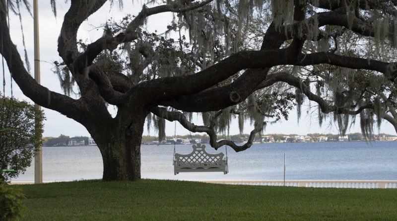 Color Photograph for Tree Swing in lawn of a Bayshore Drive mansion