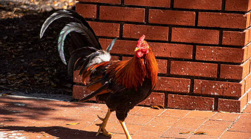 Chickens run the streets of Ybor City, giving it its peculiar charm